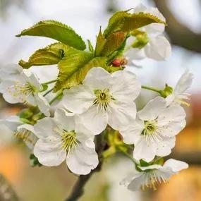 Cherry Tree (Prunus avium 'Summer Sun') 3